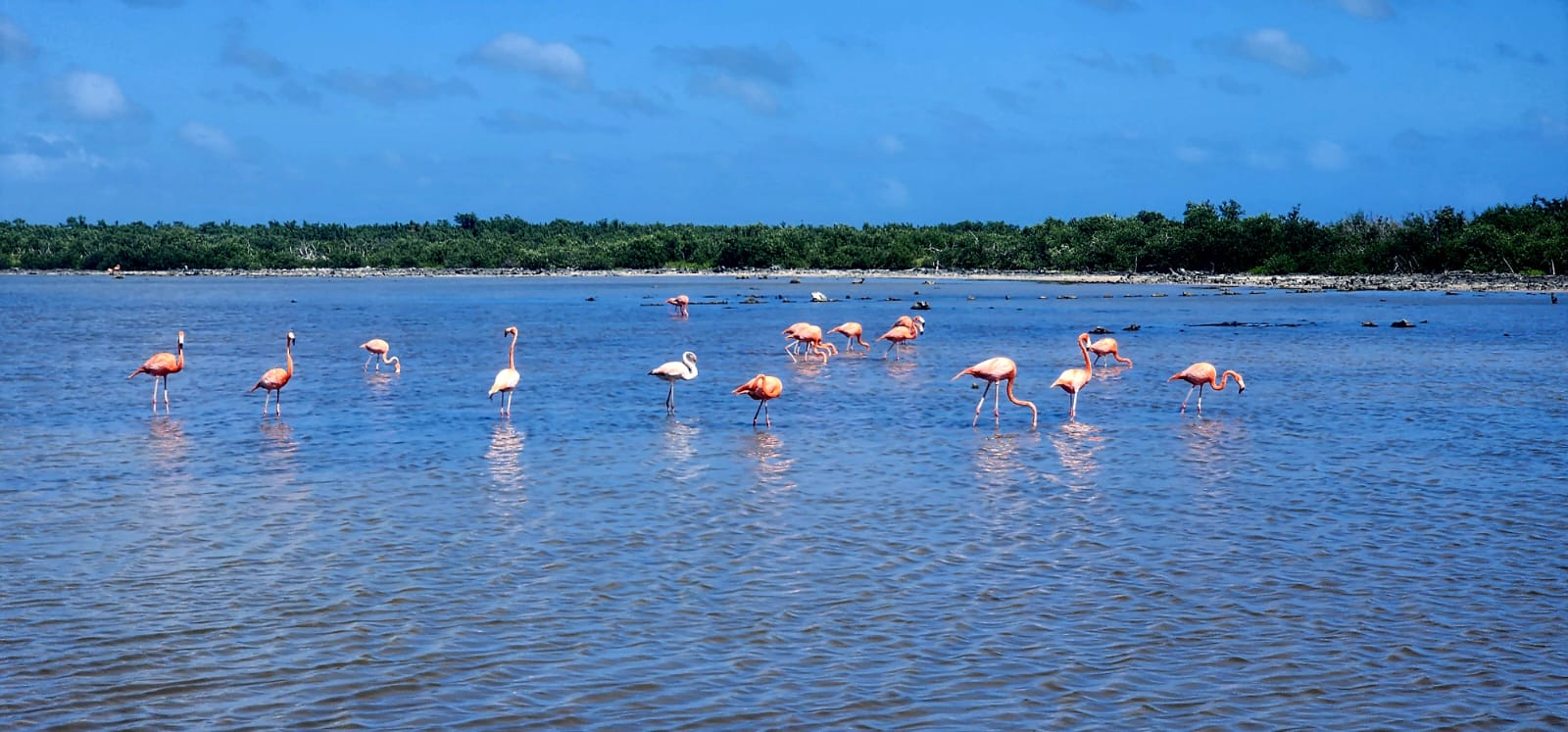 Regresan flamencos a Punta Sur