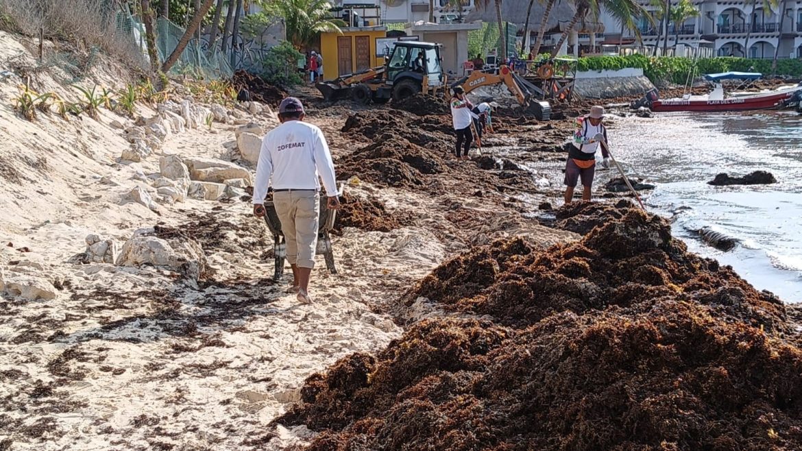ante arribo excesivo de sargazo a las costas de Playa del Carmen