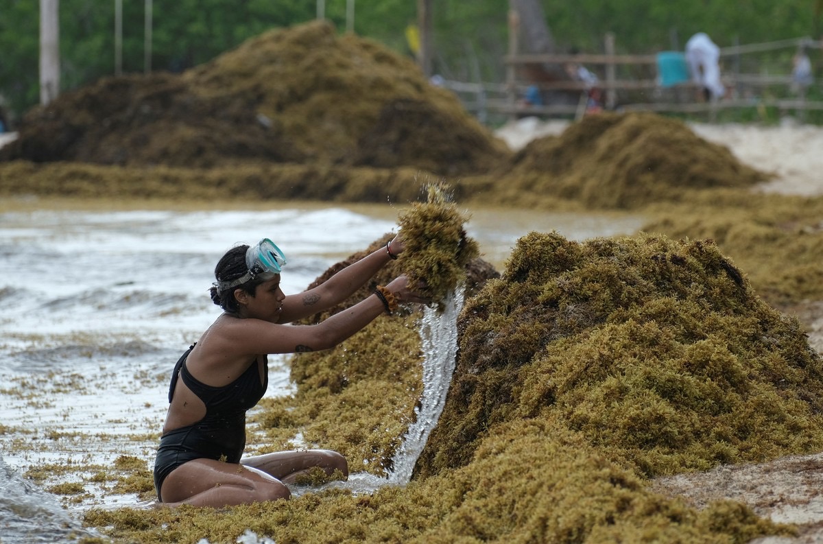 Mesa de Estrategia de Sargazo 2025