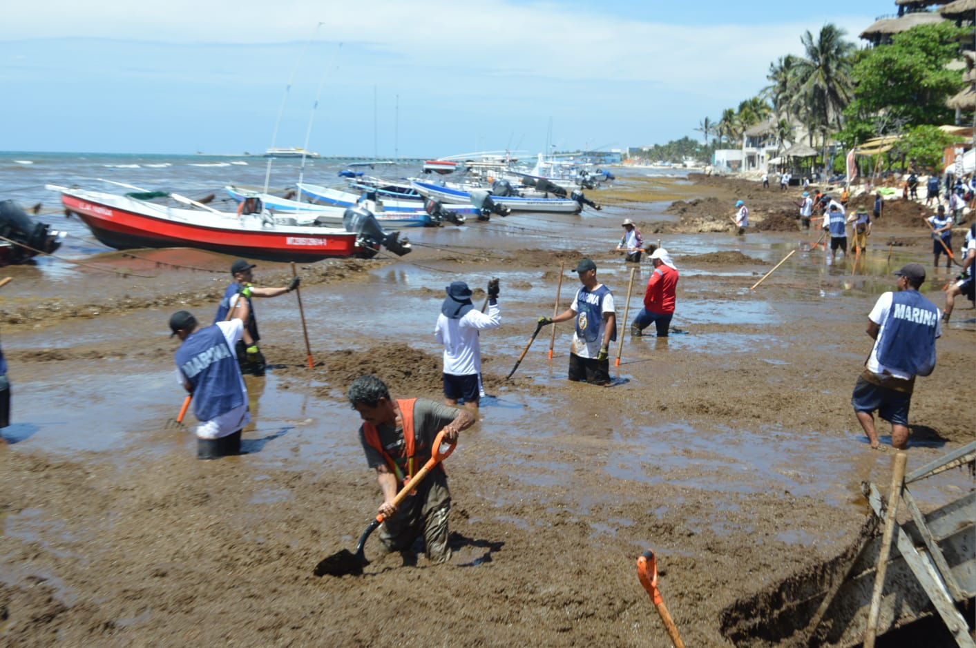 Retiran más de 8 mil toneladas de sargazo de las playas de Playa del Carmen