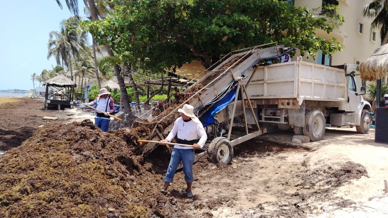 sargazo 2025 Playa del Carmen