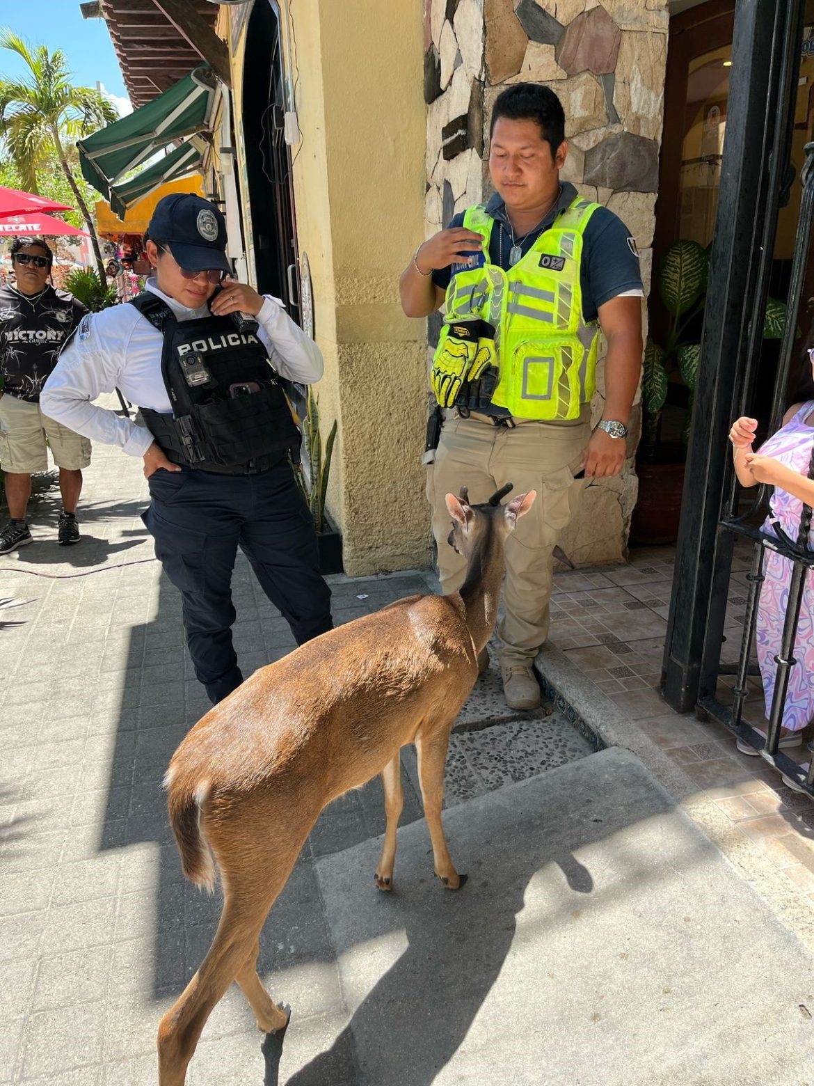 Gobierno de Estefanía Mercado protege la fauna silvestre