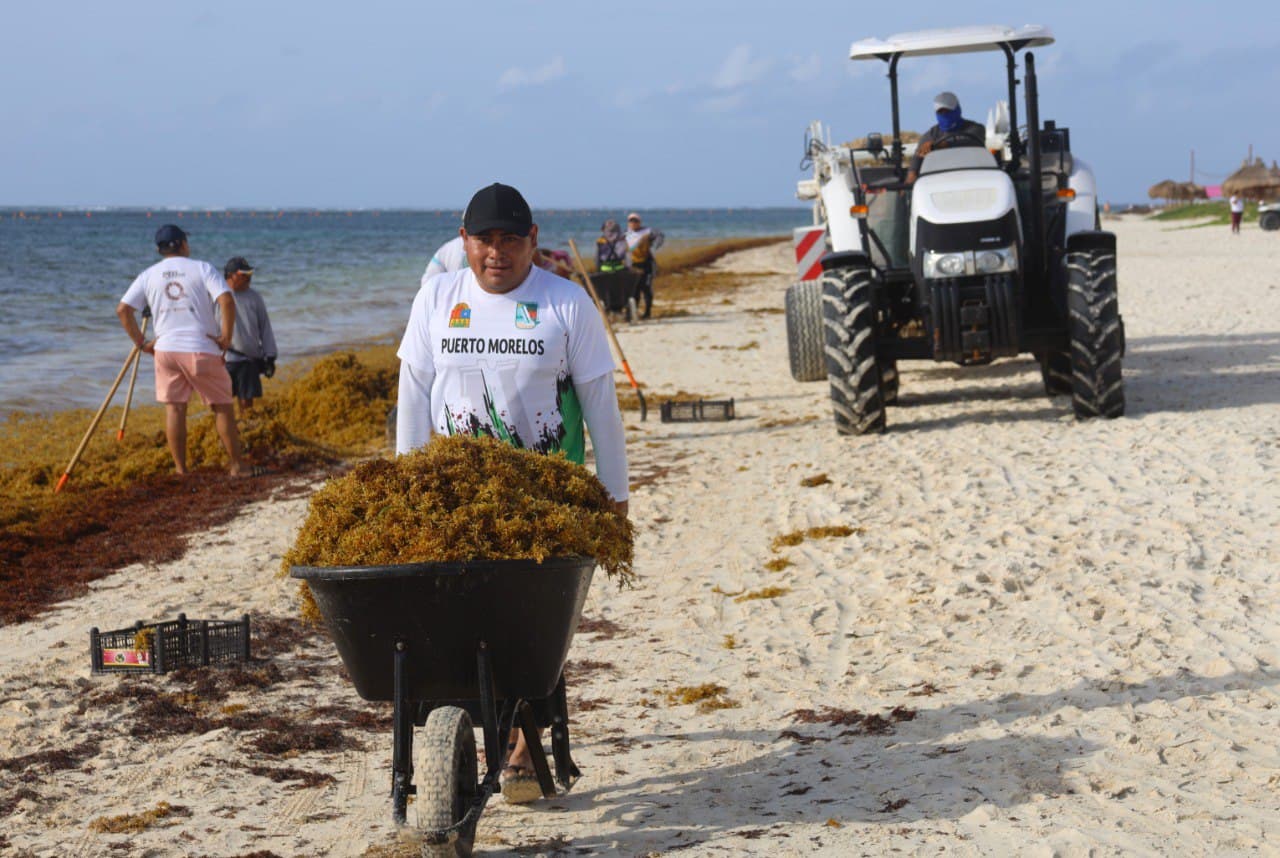 Participa Puerto Morelos en primera jornada estatal de limpieza de sargazo y microplásticos