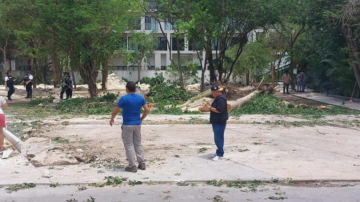 Reubican árboles para el CENCAAZ