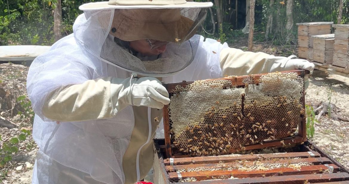Campaña Zoosanitaria Contra la Varroasis de las Abejas
