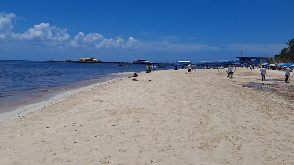 Playa del Carmen luce libre de sargazo para la temporada alta