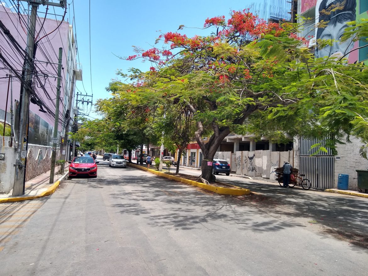Avenida 10 Más Verde en Playa del Carmen