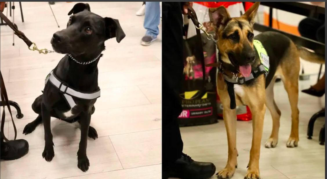 Jalisco convierte a perros rescatados en aliados contra el gusano barrenador del ganado