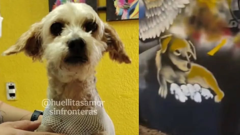 Cerecito, cachorro de Cereza, una de las perritas quemada en el incendio de la pipa, logra sobrevivir