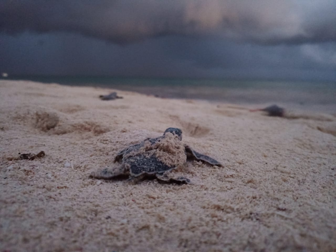 Arribo sin precedentes de tortuga marina en Playa del Carmen durante 2025