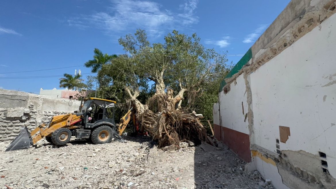 Clausuran obra tras derribo de álamo en el centro de Playa del Carmen